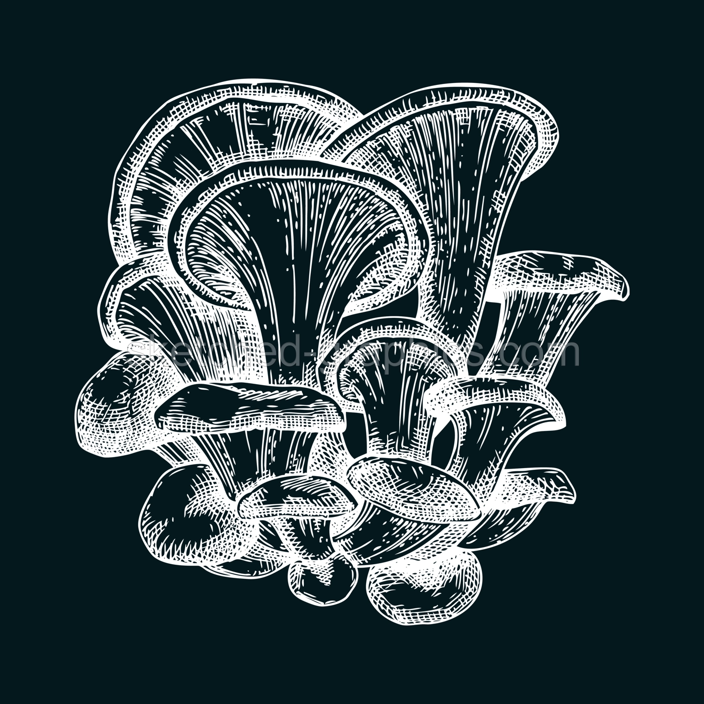 Oyster mushroom sketch. Hand drawn edible fungus illustration. Fungal protein, mycoprotein source, plant-based product ingredient, healthy food design element. Forest plant on chalkboard Illustration